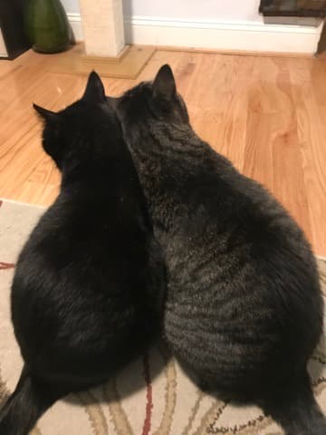 Cat brothers Krysta has cared for