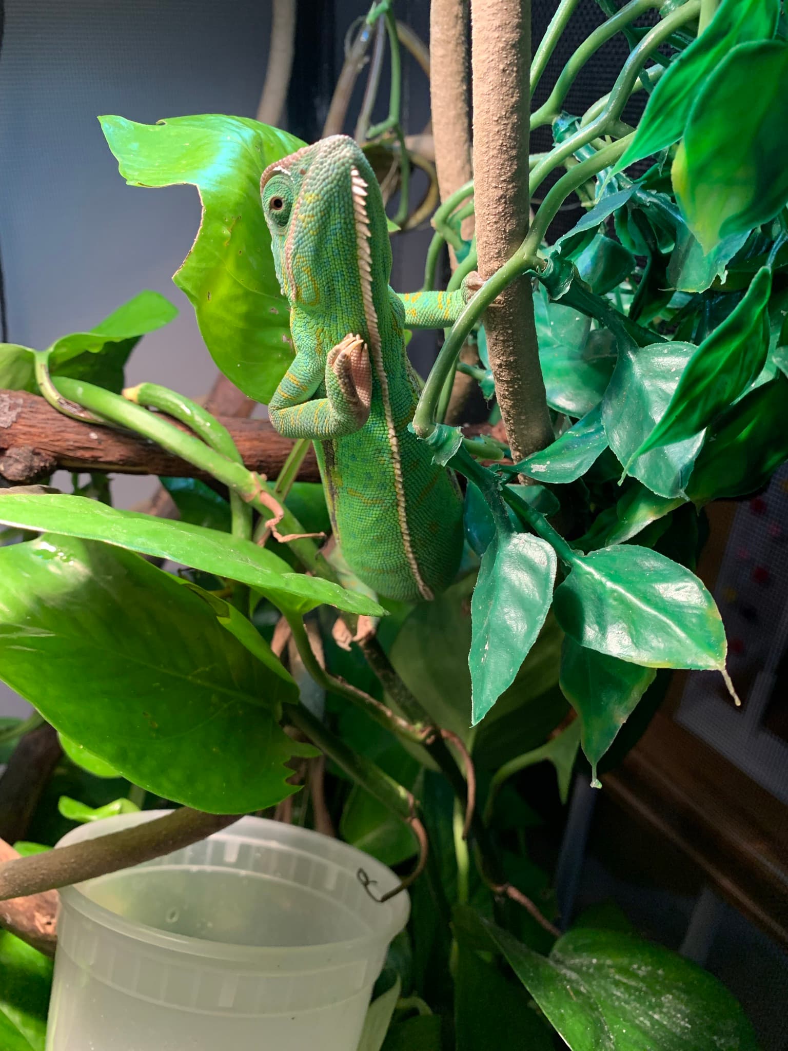 A chameleon Krysta has cared for