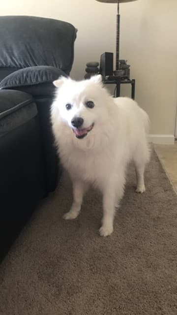 Coco, a pet Krysta has cared for