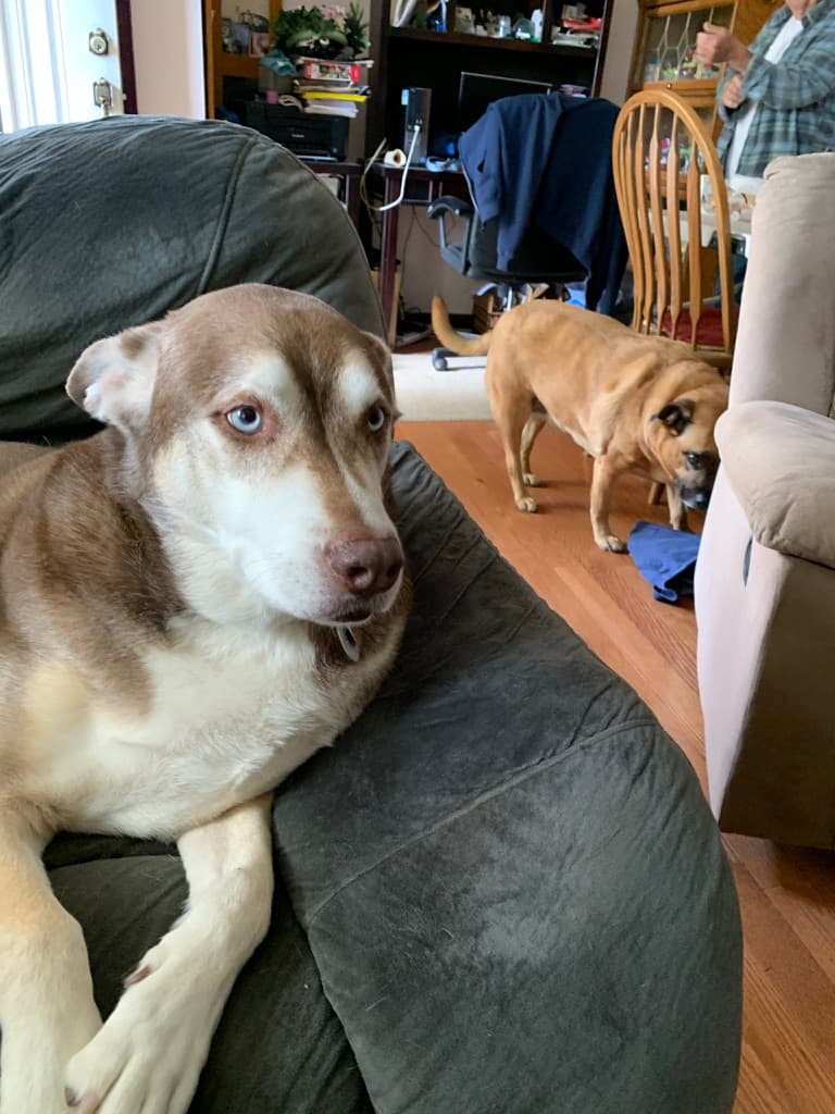 Diesel, a pet Krysta has cared for