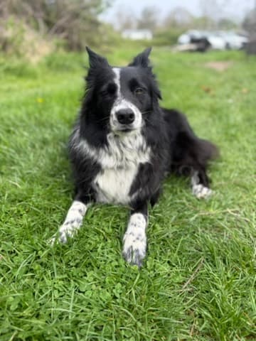 Emma, a pet Krysta has cared for