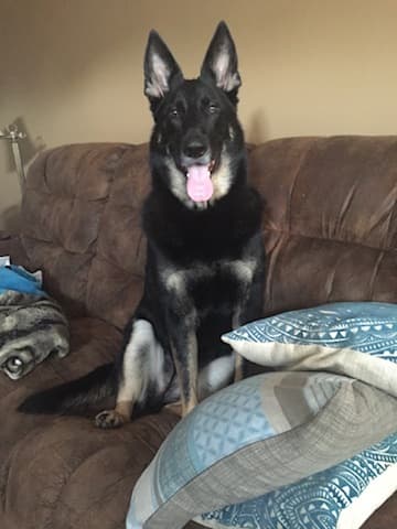 A German Shepherd Krysta has cared for