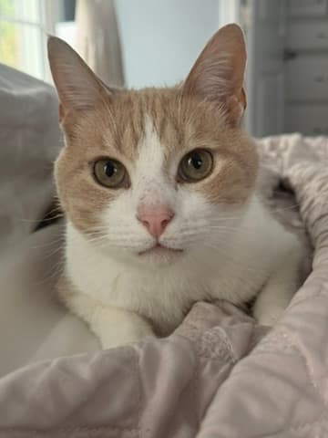 Luca, a pet Krysta has cared for