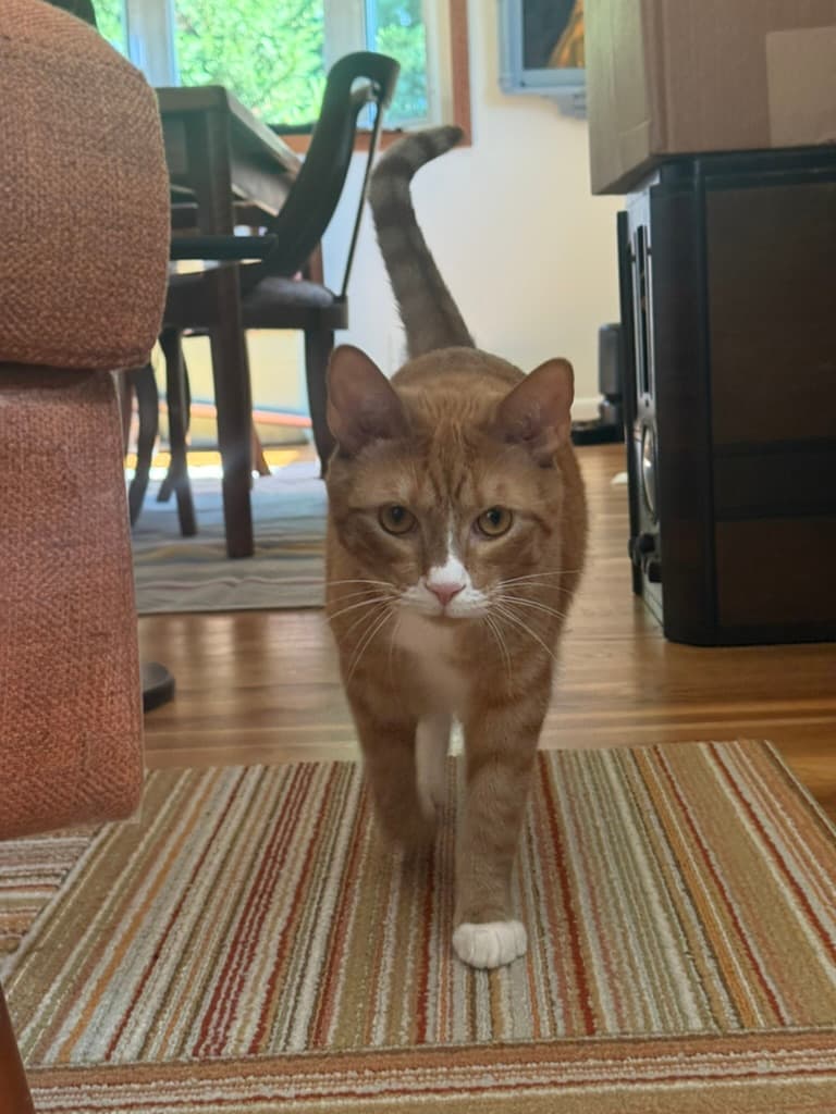 Luigi, a pet Krysta has cared for