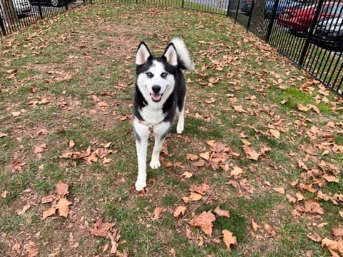 Star, a pet Krysta has cared for