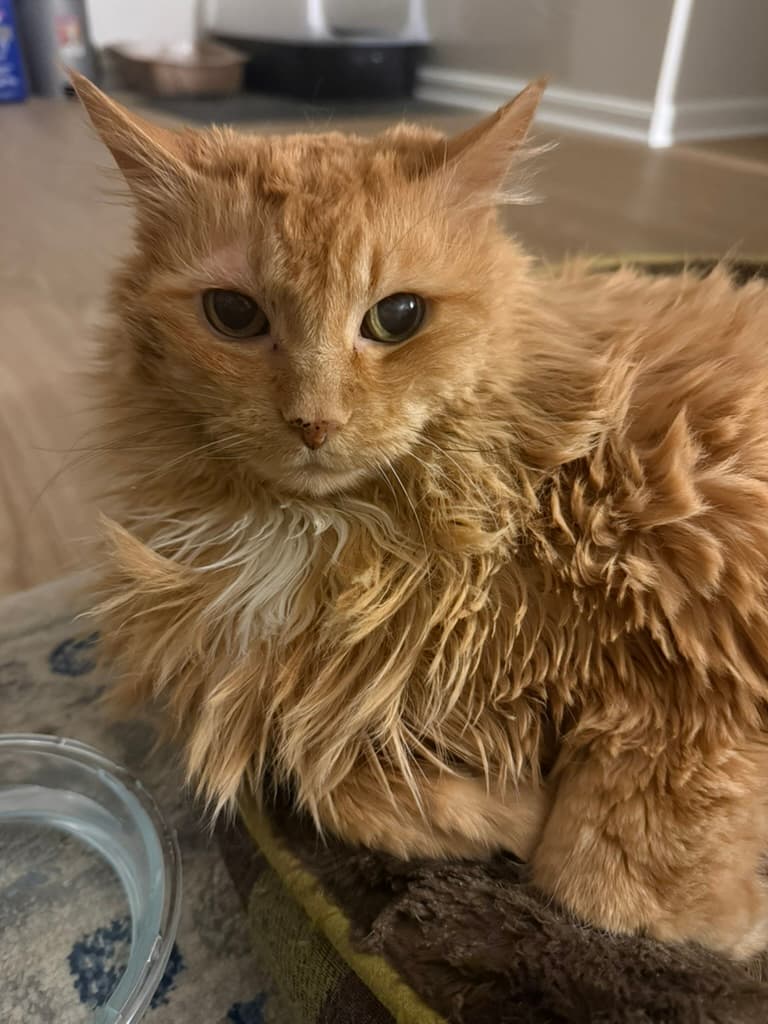 Taiga, a pet Krysta has cared for