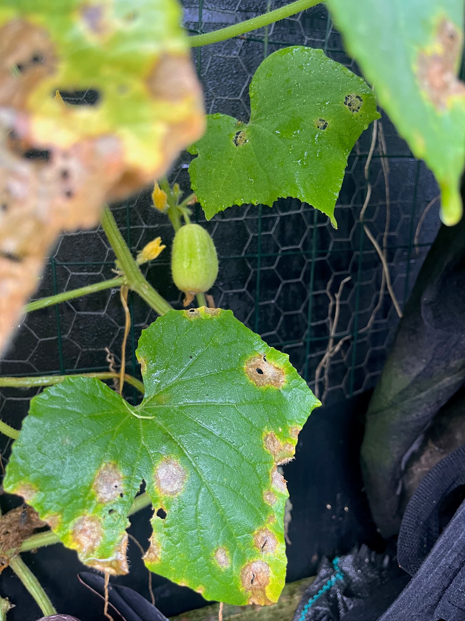 Baby Cucumber