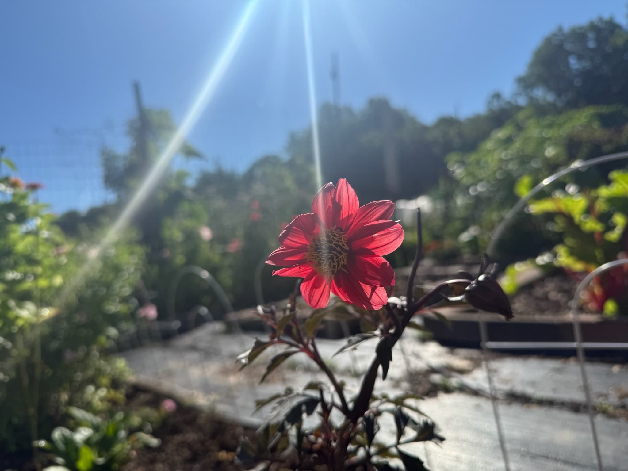 Black Dahlia