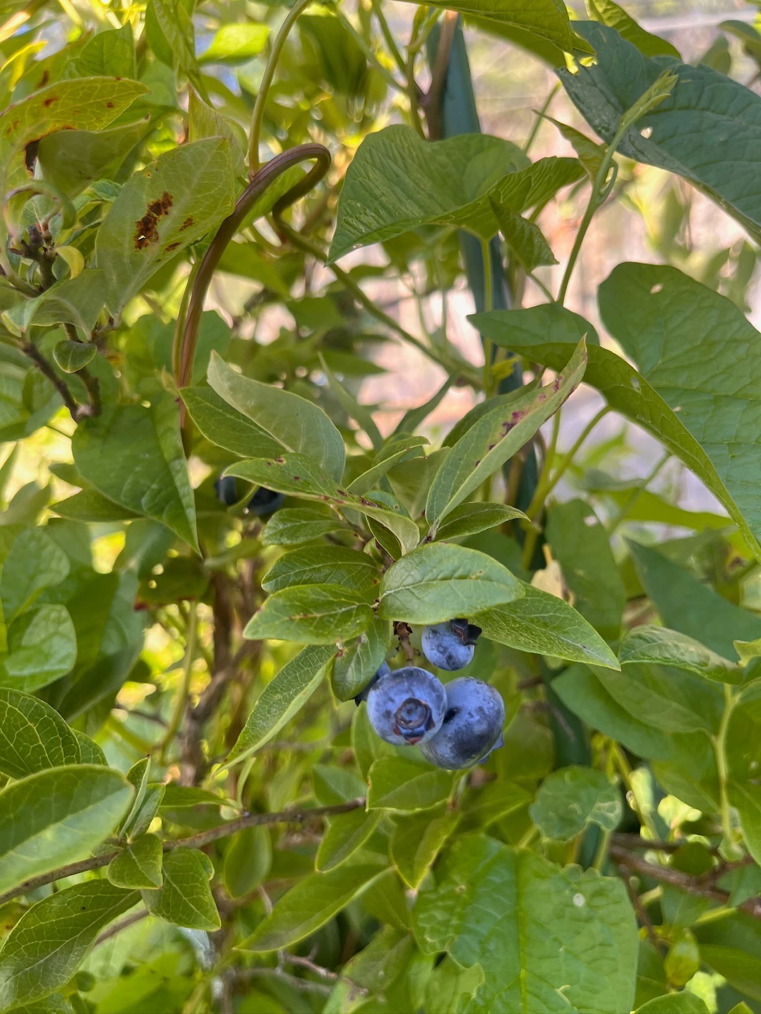 Blueberries