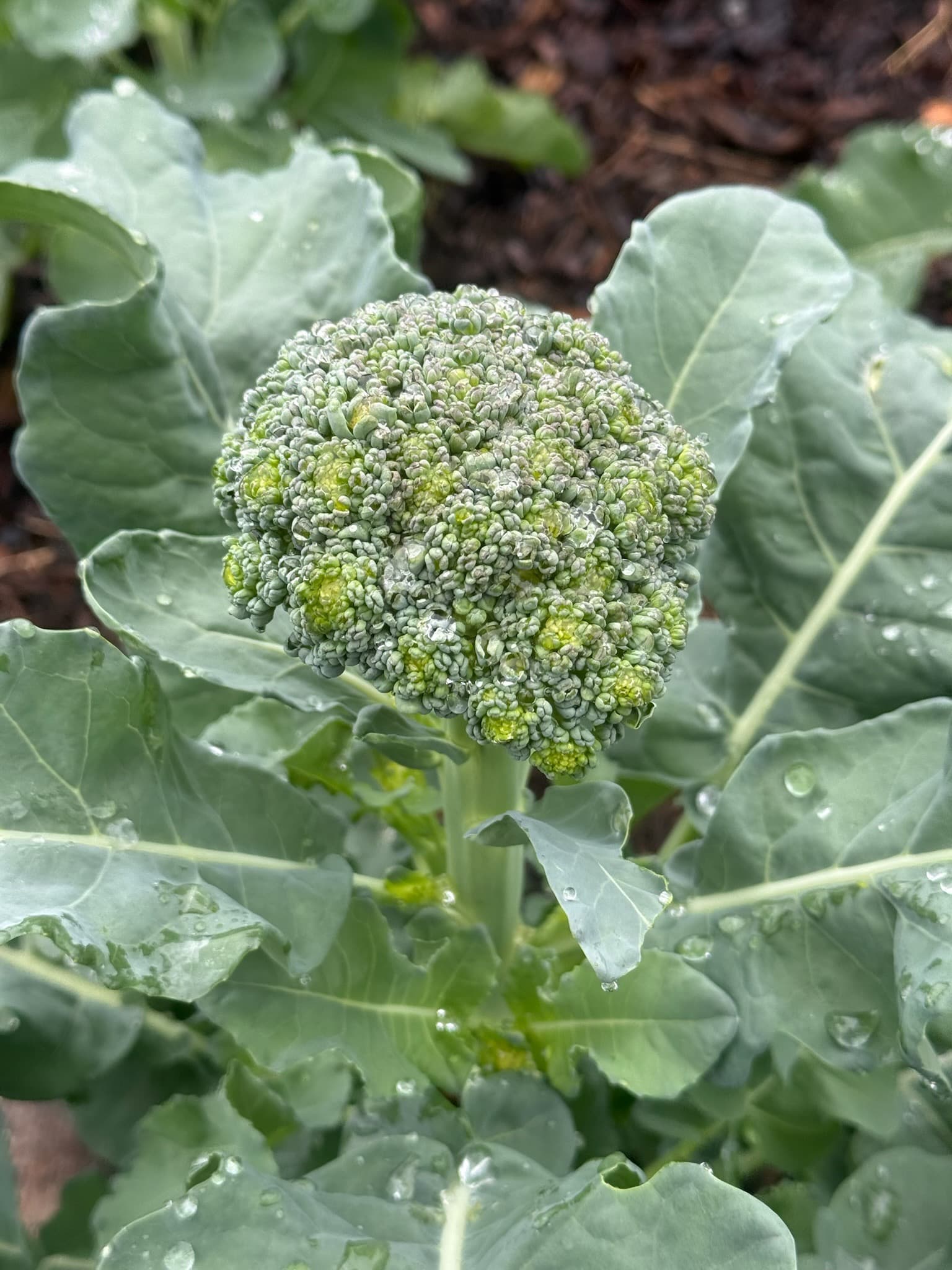 Broccoli