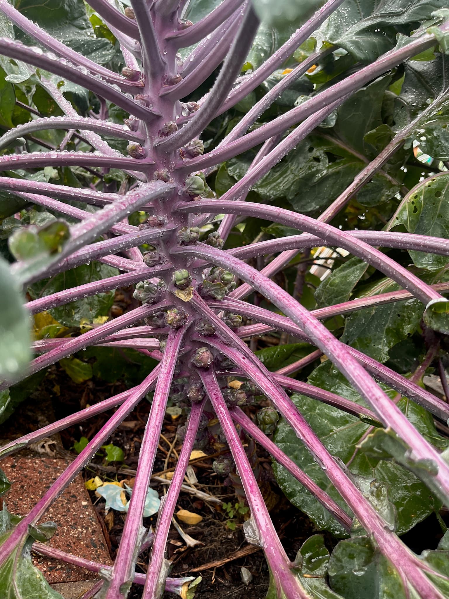 Brussels Sprouts