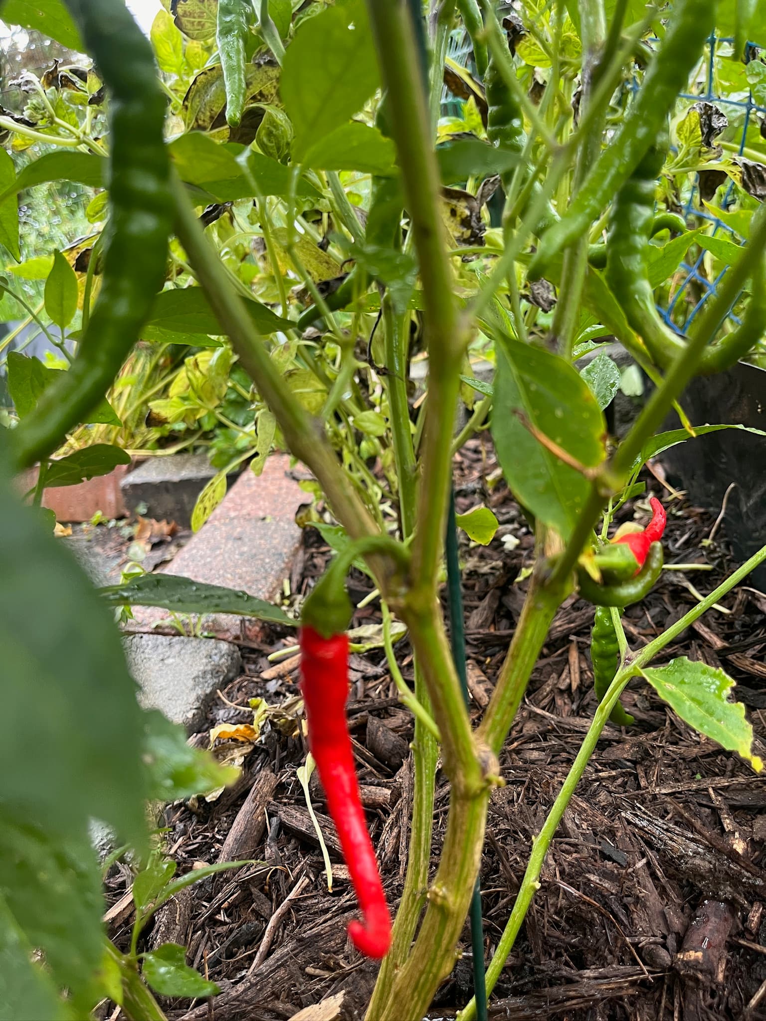 Cayenne Peppers