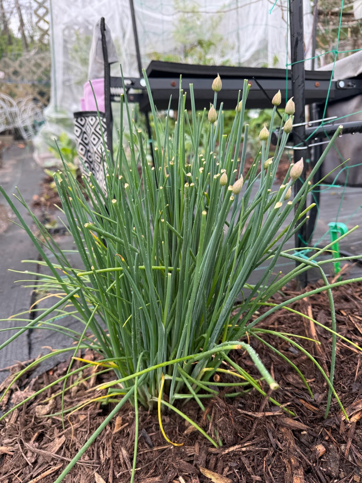 Chives