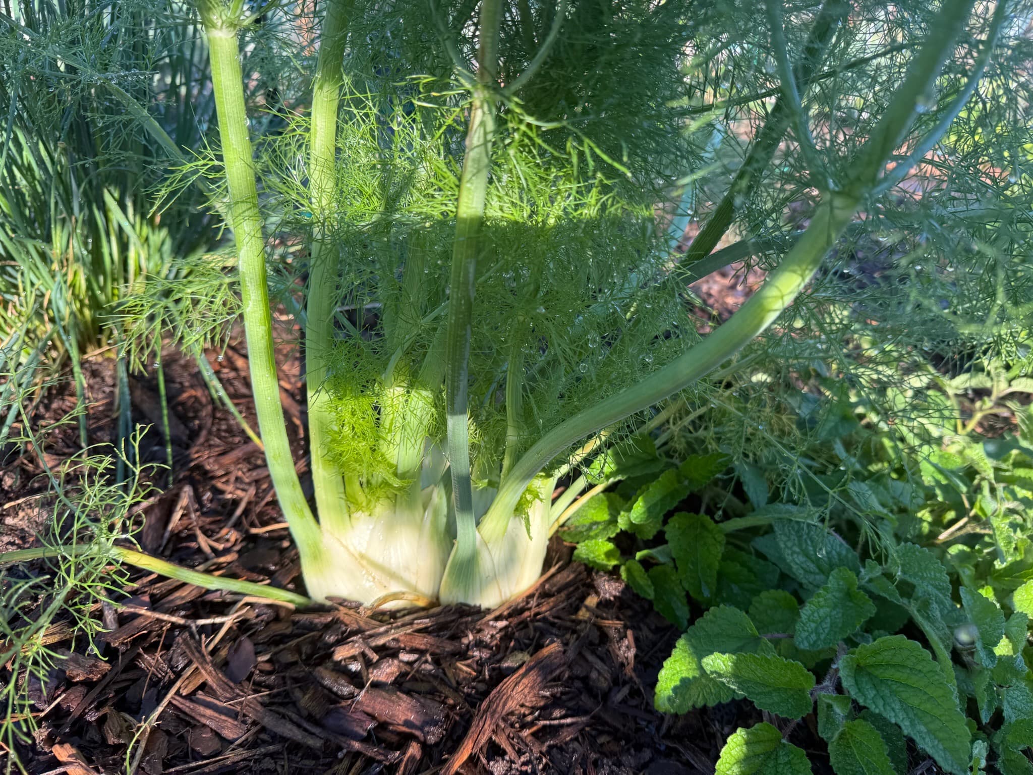 Fennel