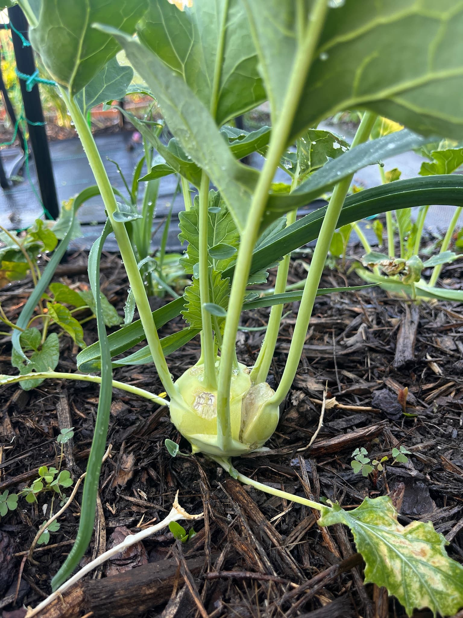 Kohlrabi