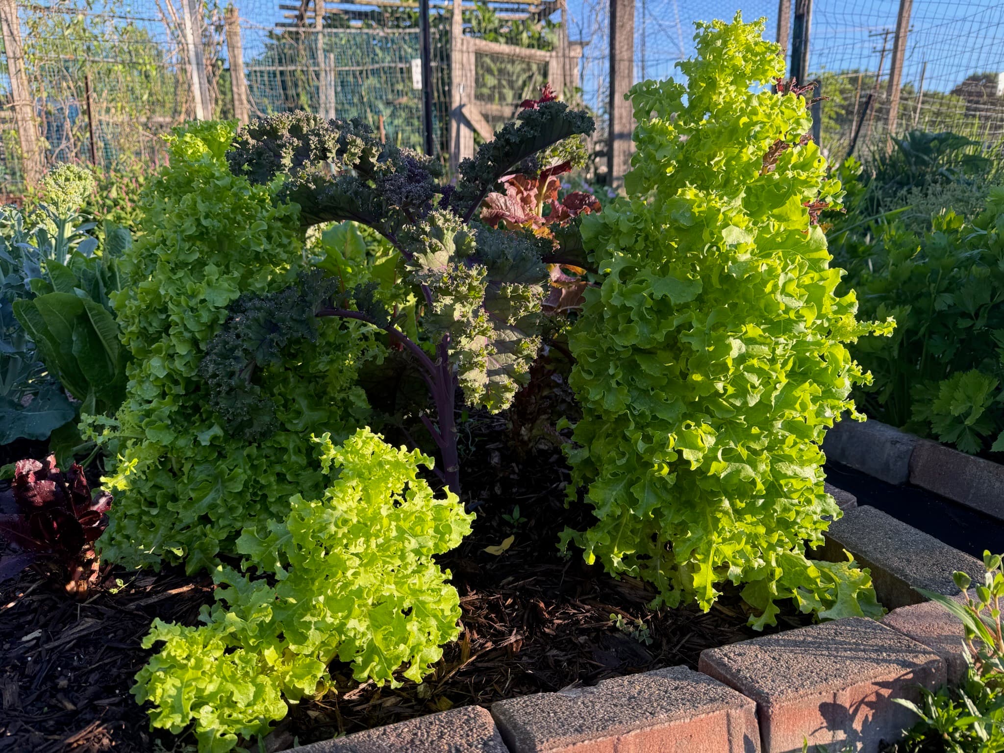 Lettuces