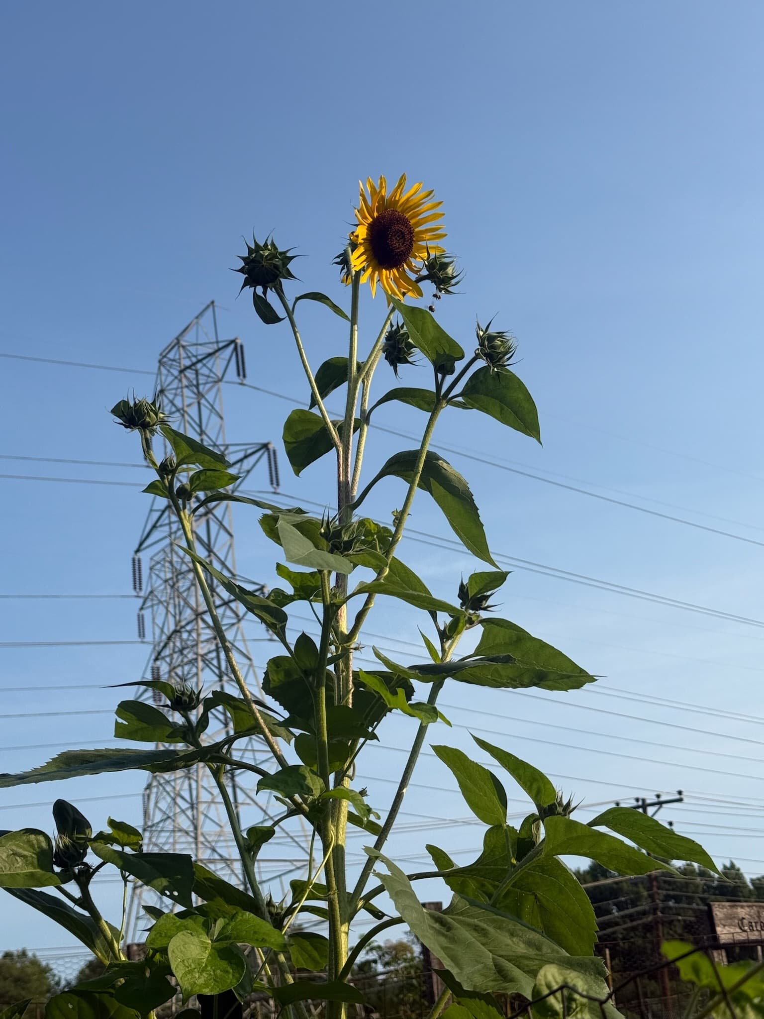 Mammoth Sunflower