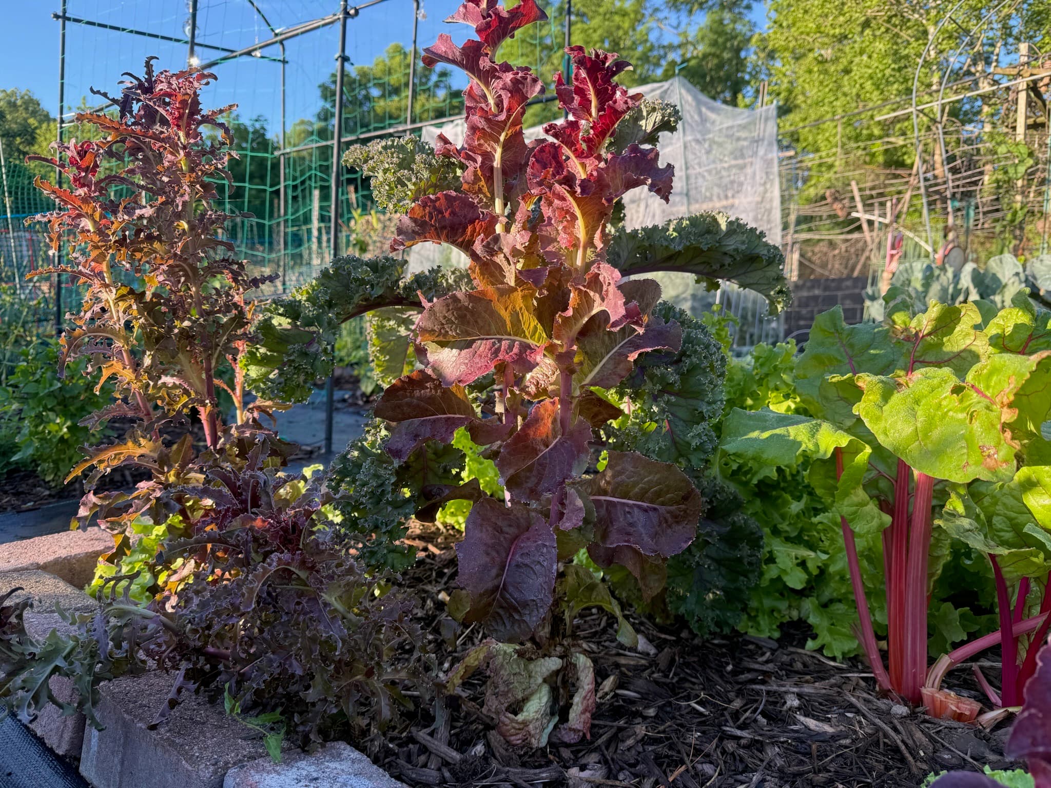 Purple Lettuce