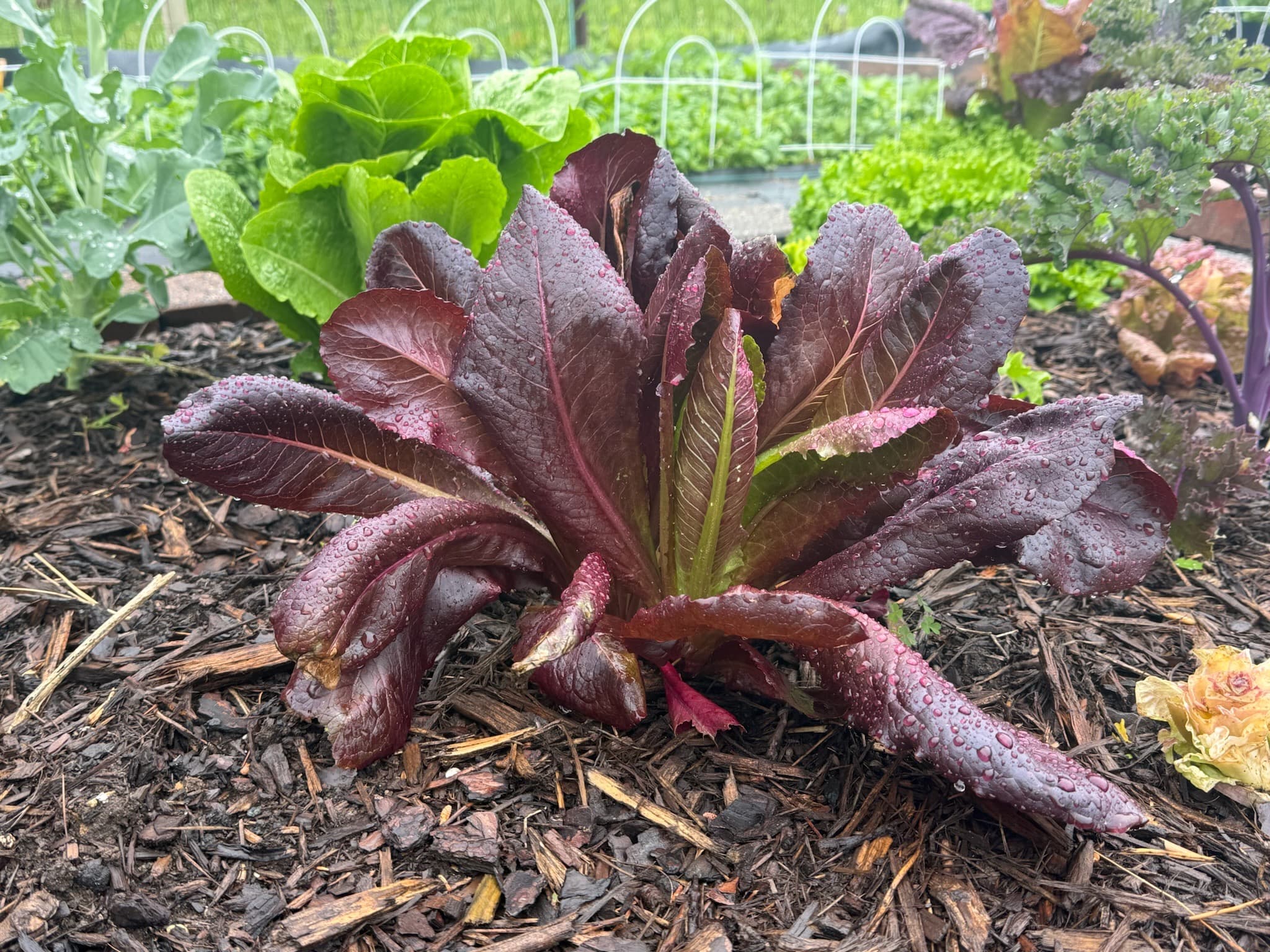 Purple Romaine
