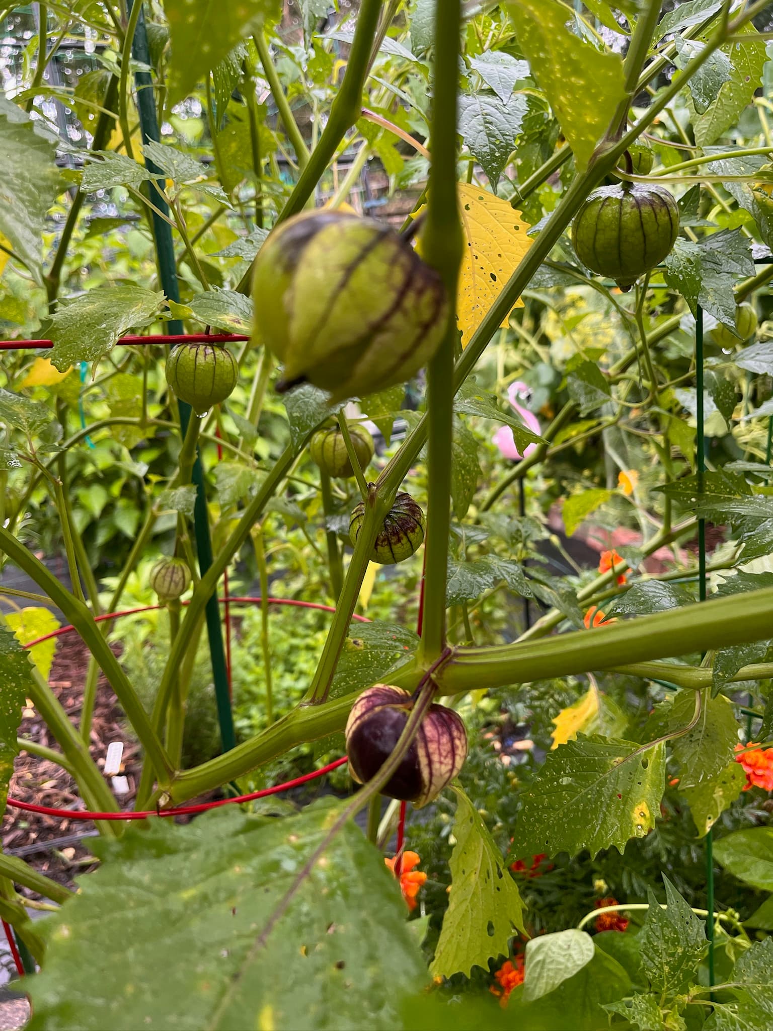 Purple Tomatillo
