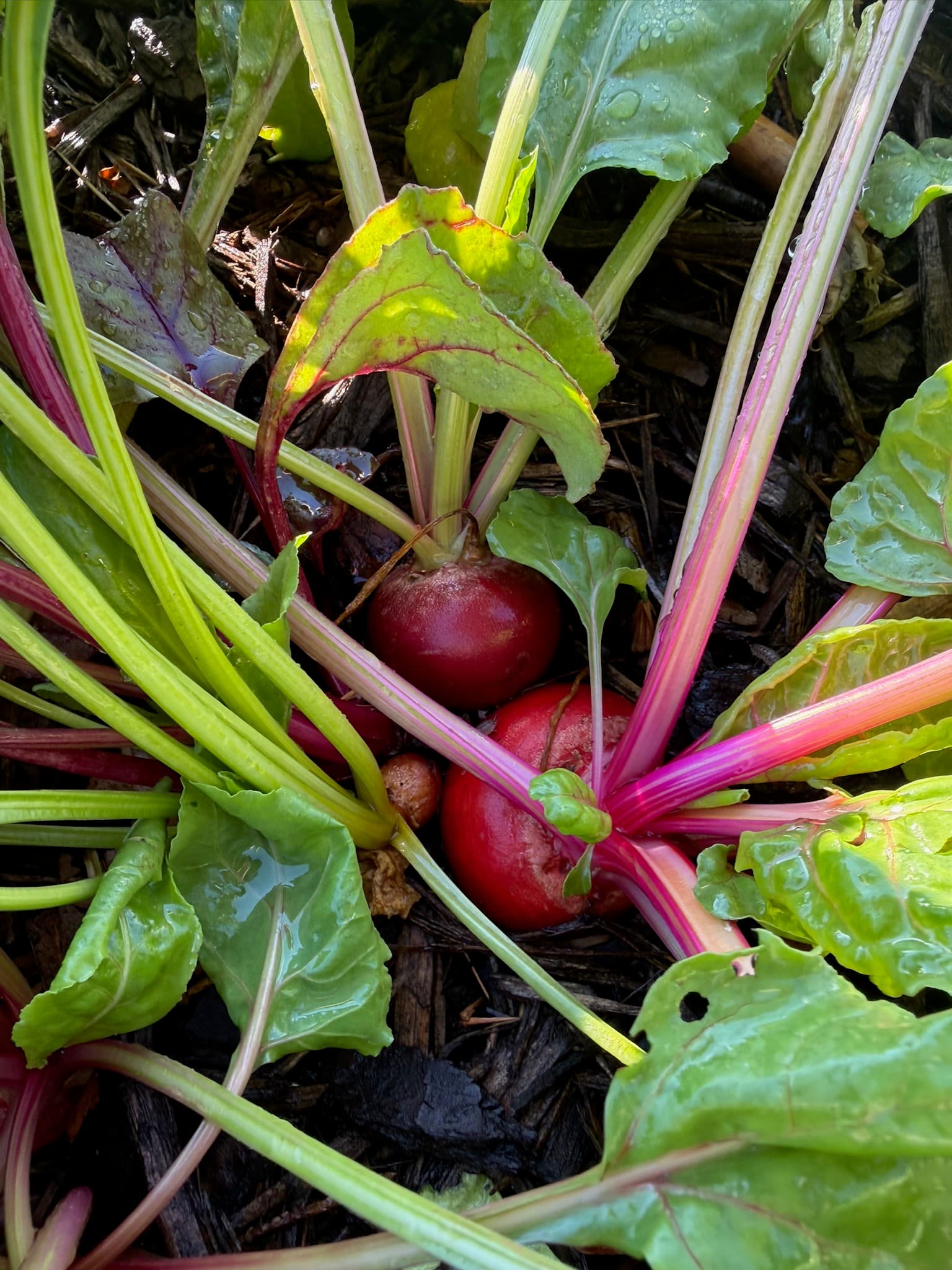 Radishes