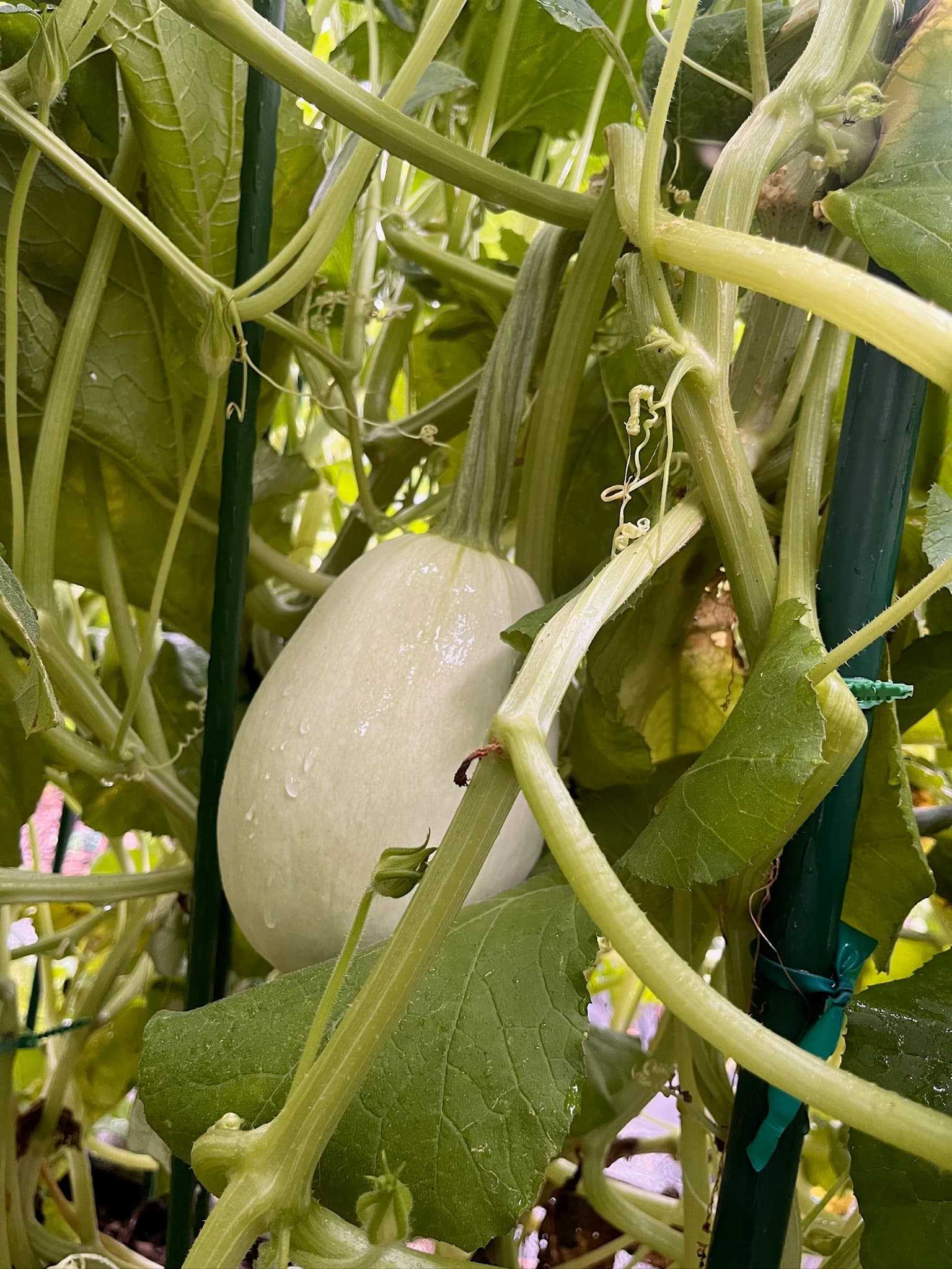 Spaghetti Squash