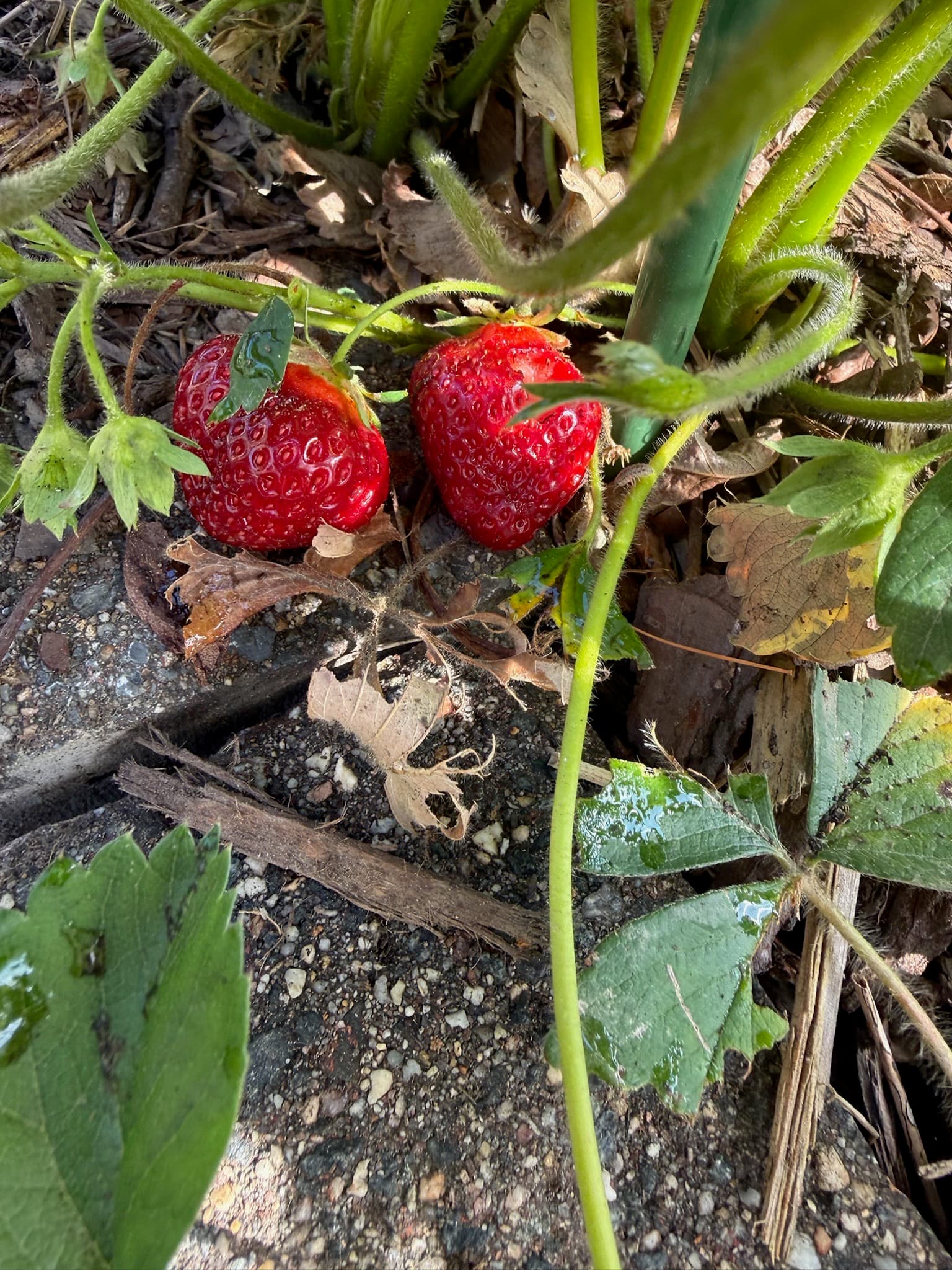 Strawberries