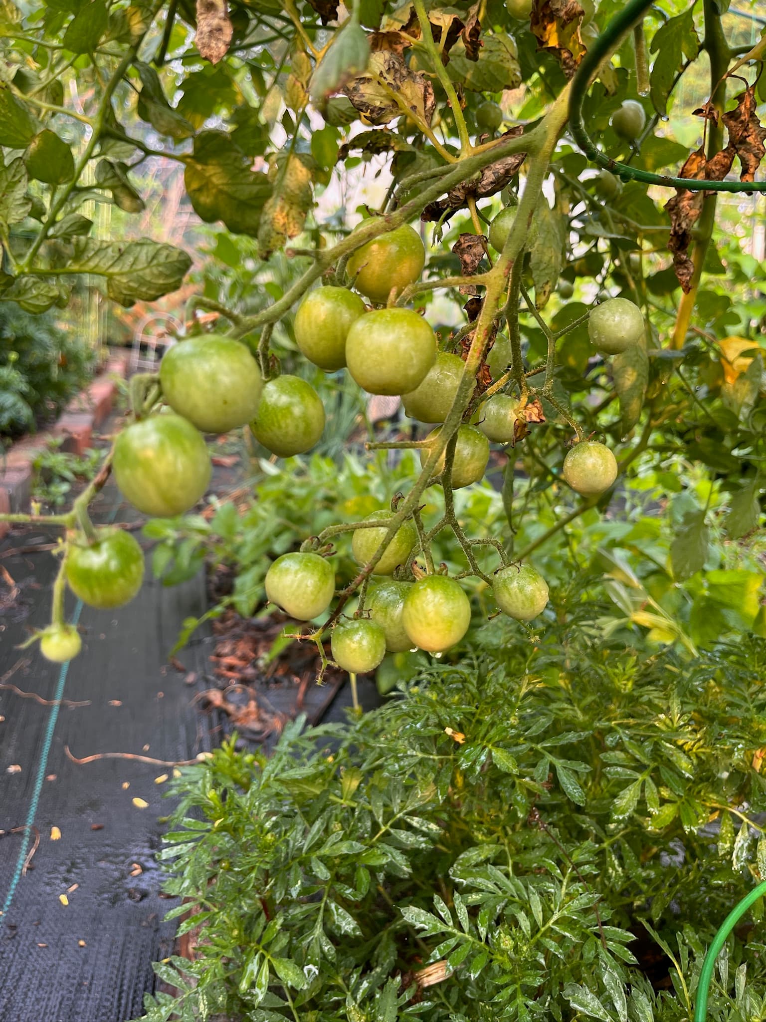 Tomatoes