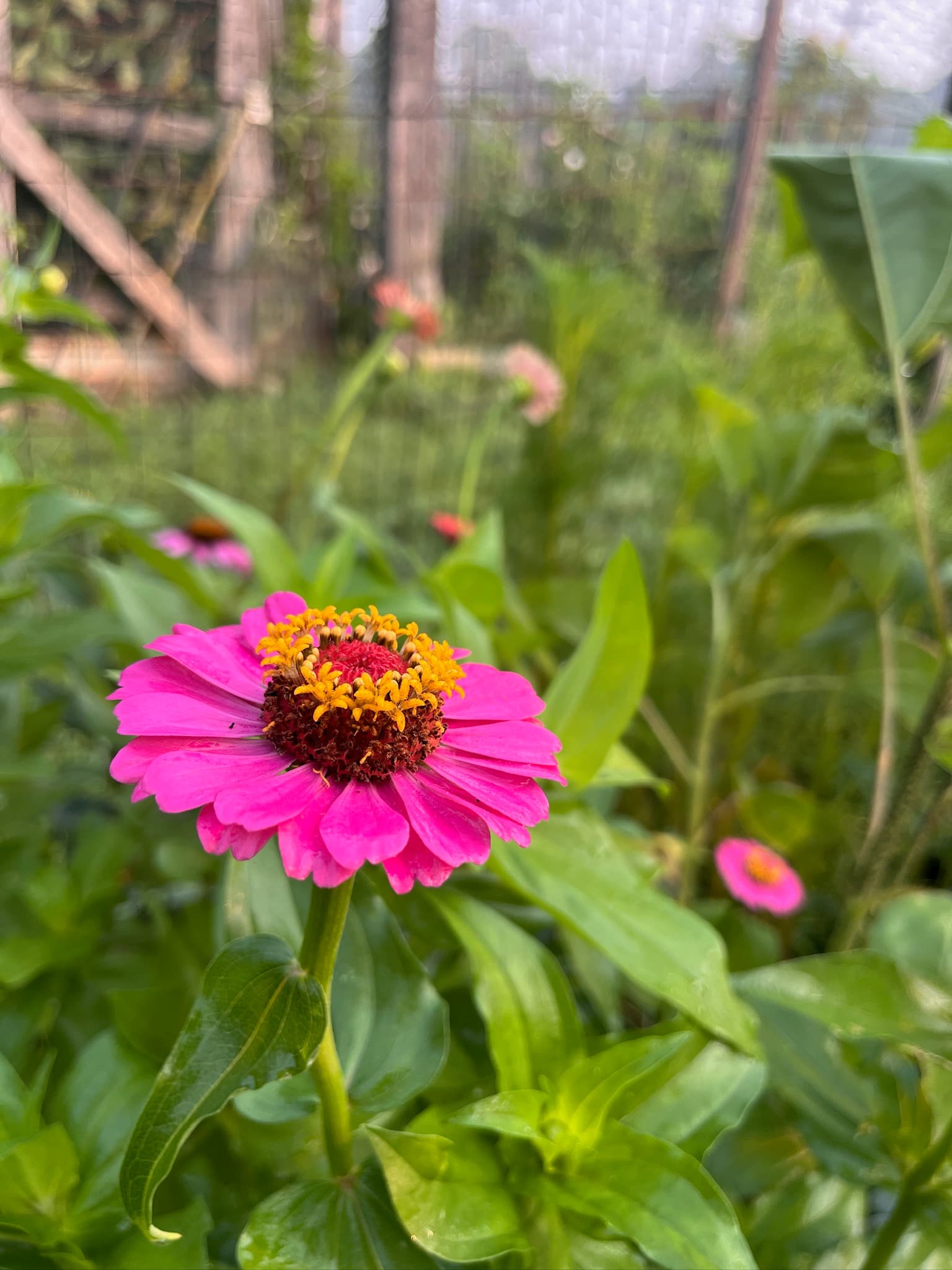 Zinnias