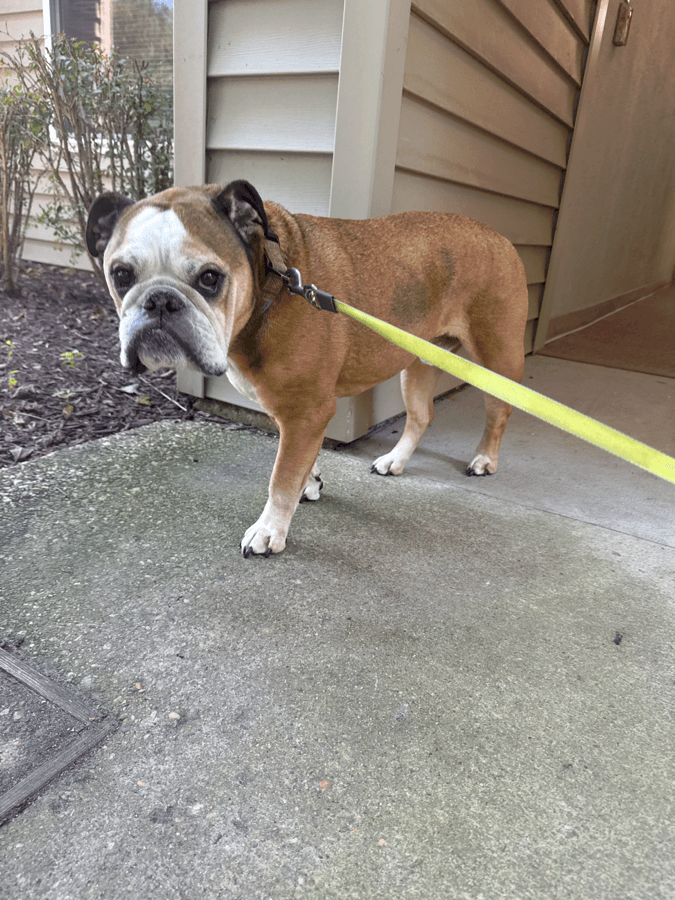 Duke, a dog Krysta has cared for