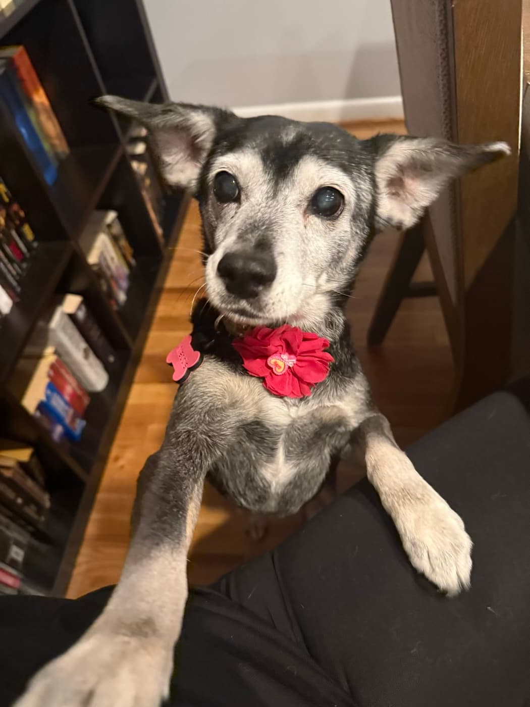 Maddie, a pet Krysta has cared for