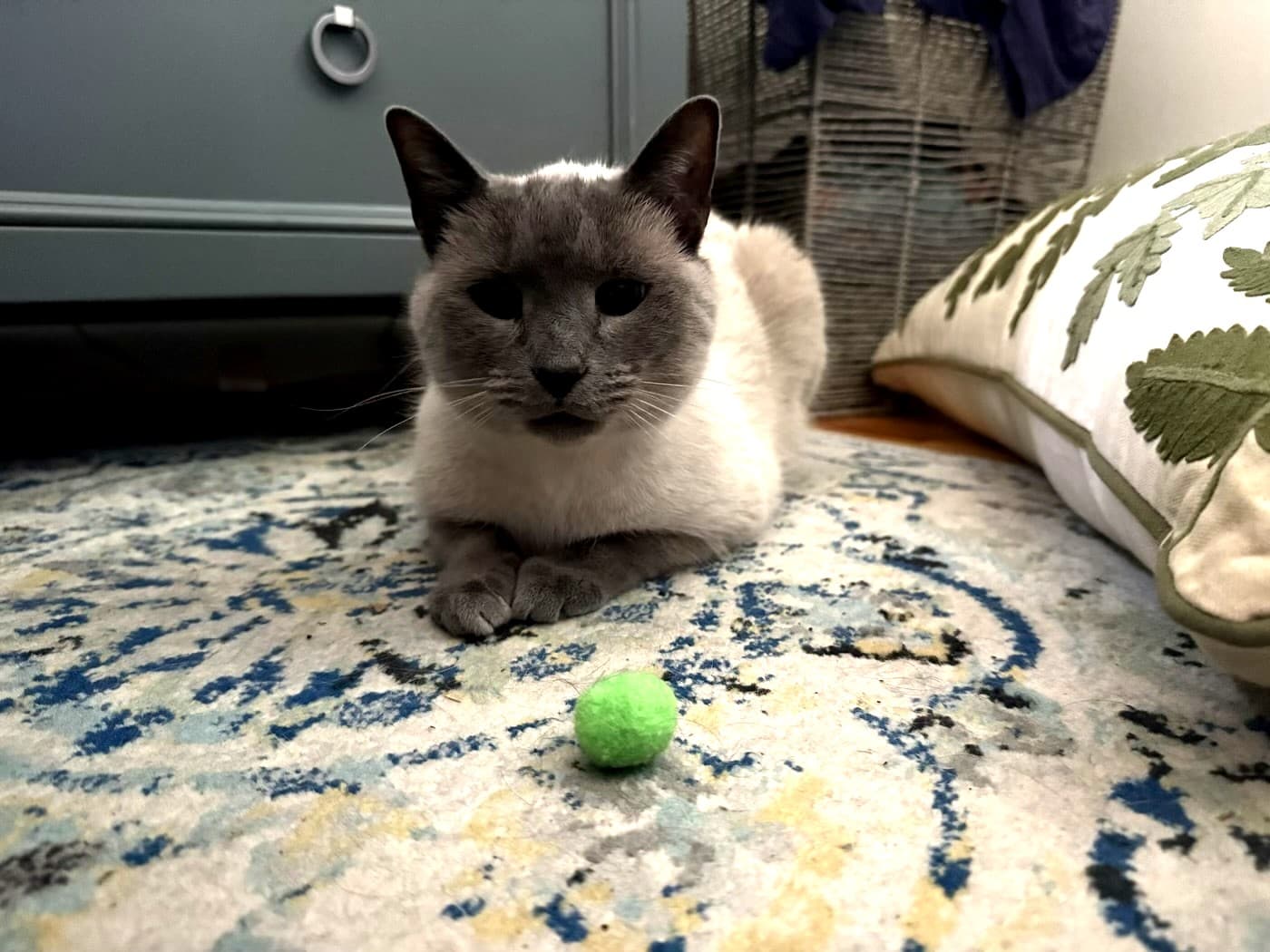 Magnolia, a pet Krysta has cared for