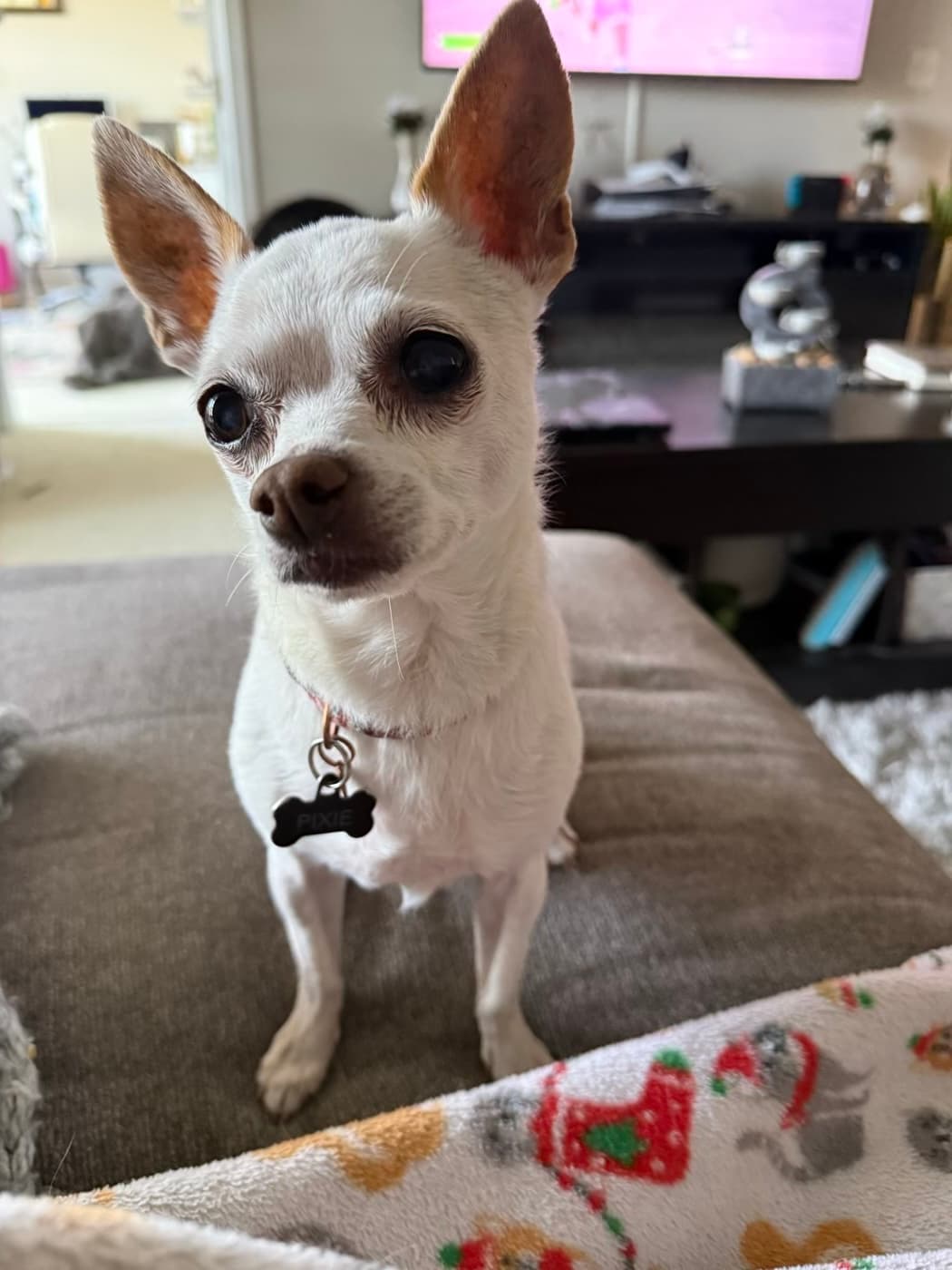 Pixie, a pet Krysta has cared for