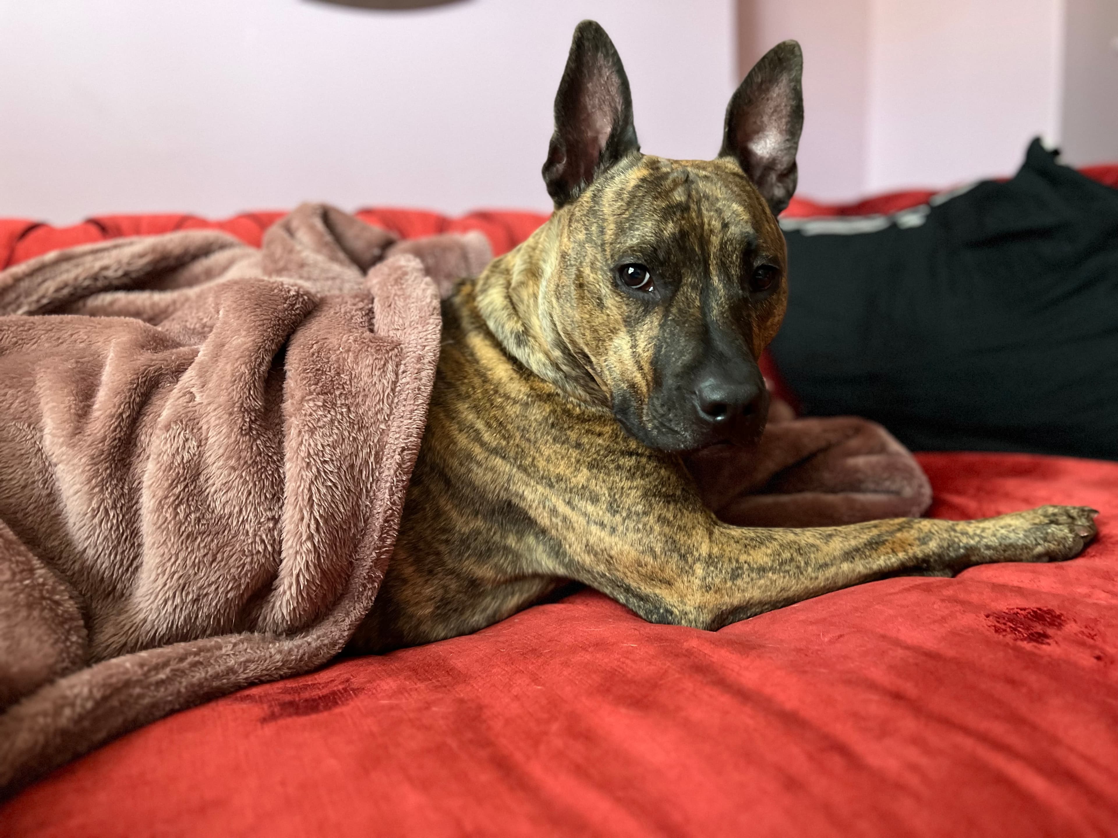 Tango, a pet Krysta has cared for